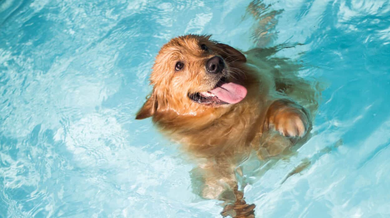 Dog in Pool