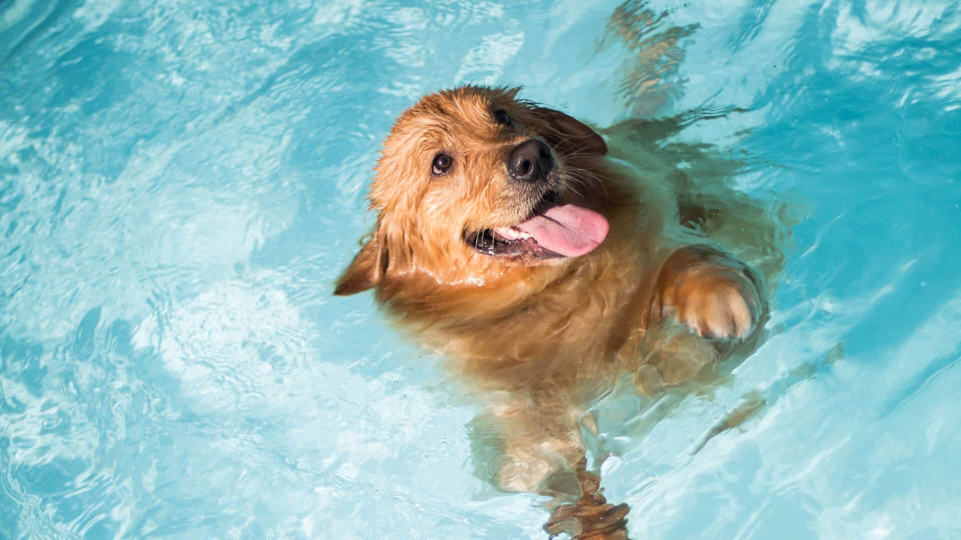 Dog in Pool